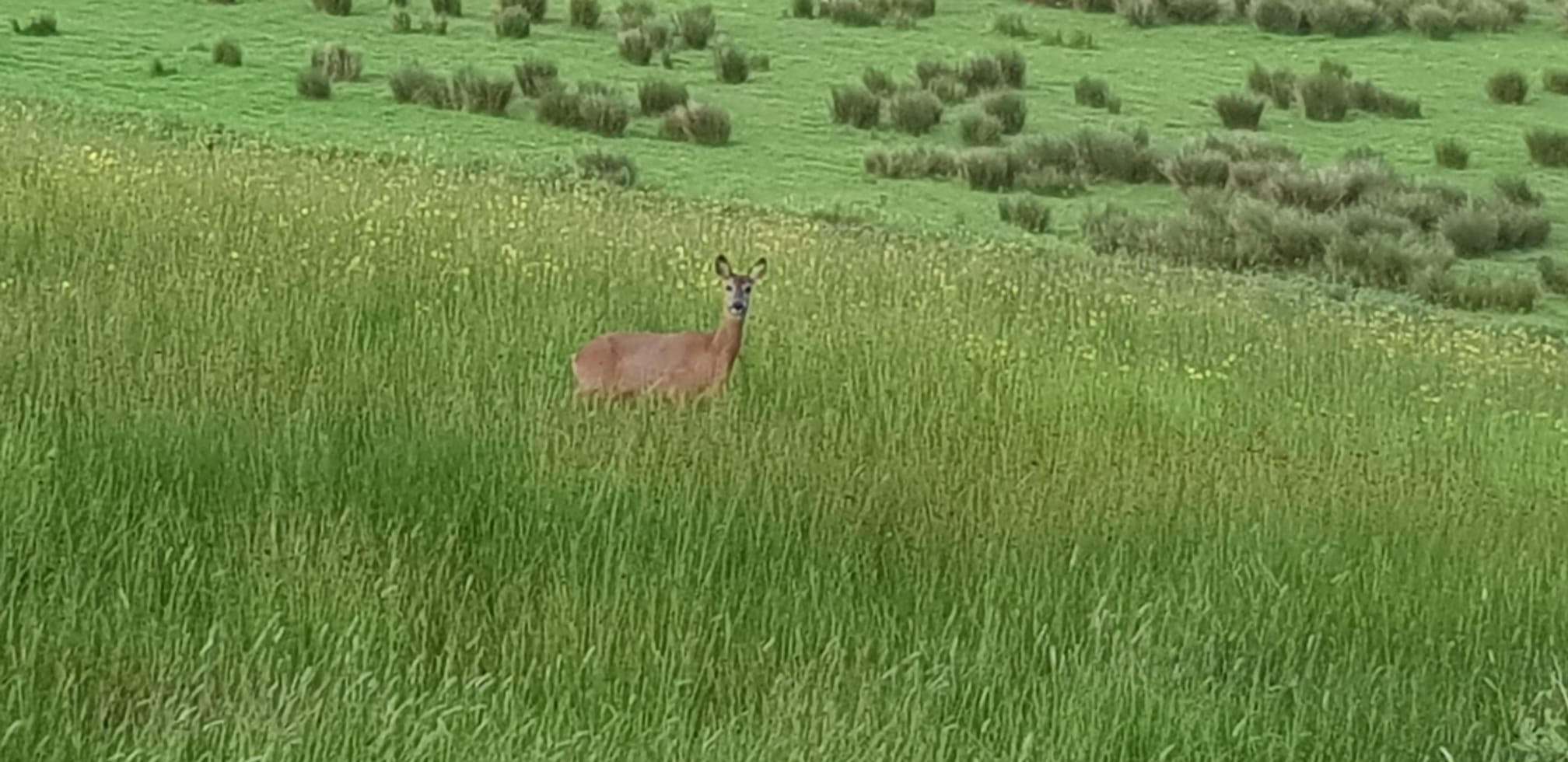 Deer in field